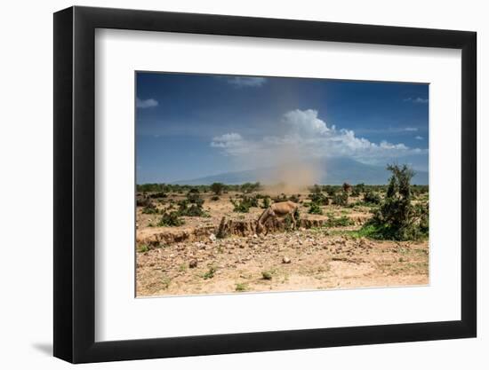 Small Whirlwind with Donkey-nok3709001-Framed Photographic Print