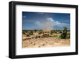 Small Whirlwind with Donkey-nok3709001-Framed Photographic Print