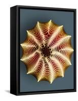 Small White Butterfly Egg, SEM-Dr. Jeremy Burgess-Framed Stretched Canvas
