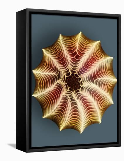 Small White Butterfly Egg, SEM-Dr. Jeremy Burgess-Framed Stretched Canvas