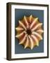 Small White Butterfly Egg, SEM-Dr. Jeremy Burgess-Framed Photographic Print