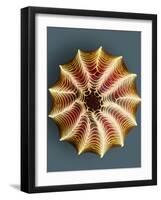 Small White Butterfly Egg, SEM-Dr. Jeremy Burgess-Framed Photographic Print