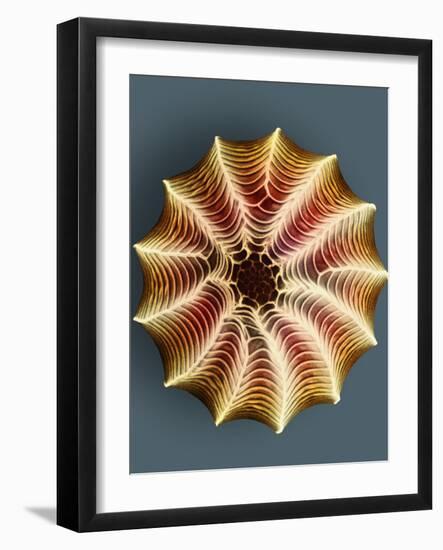 Small White Butterfly Egg, SEM-Dr. Jeremy Burgess-Framed Photographic Print