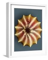 Small White Butterfly Egg, SEM-Dr. Jeremy Burgess-Framed Photographic Print