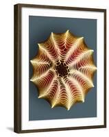 Small White Butterfly Egg, SEM-Dr. Jeremy Burgess-Framed Photographic Print