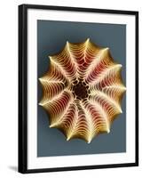 Small White Butterfly Egg, SEM-Dr. Jeremy Burgess-Framed Photographic Print