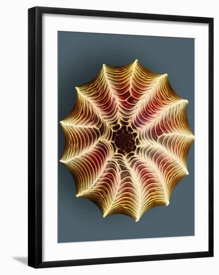 Small White Butterfly Egg, SEM-Dr. Jeremy Burgess-Framed Photographic Print