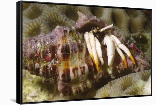 Small White Hermit Crab-Hal Beral-Framed Stretched Canvas