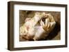 Small White Hermit Crab-Hal Beral-Framed Photographic Print