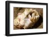 Small White Hermit Crab-Hal Beral-Framed Photographic Print