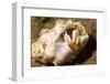 Small White Hermit Crab-Hal Beral-Framed Photographic Print