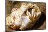 Small White Hermit Crab-Hal Beral-Mounted Photographic Print