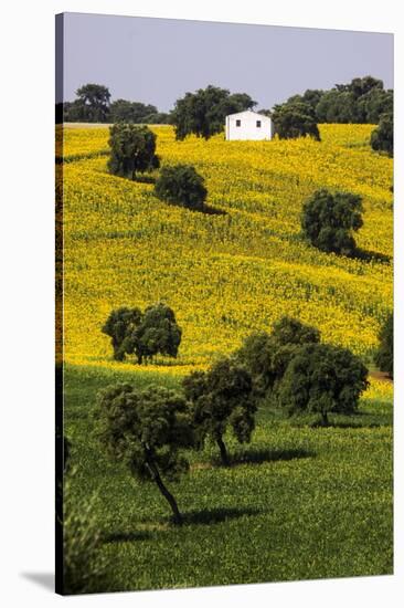 Small White House in Hillside in Sunflower and Oak Tree-Terry Eggers-Stretched Canvas