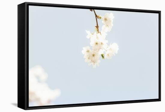 Small White Ornamental Cherry Tree Blossoms in Full Splendour on a Branch-Petra Daisenberger-Framed Stretched Canvas
