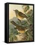 Small Woodland Birds III-Vision Studio-Framed Stretched Canvas