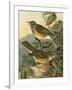 Small Woodland Birds III-Vision Studio-Framed Art Print