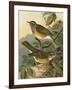 Small Woodland Birds III-Vision Studio-Framed Art Print