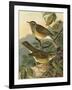 Small Woodland Birds III-Vision Studio-Framed Art Print