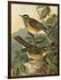 Small Woodland Birds III-Vision Studio-Framed Art Print