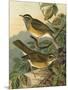 Small Woodland Birds III-Vision Studio-Mounted Art Print