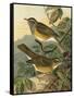 Small Woodland Birds III-Vision Studio-Framed Stretched Canvas