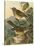 Small Woodland Birds III-Vision Studio-Stretched Canvas