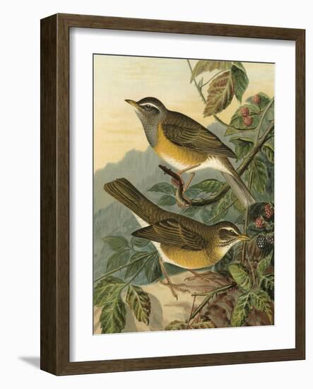 Small Woodland Birds III-Vision Studio-Framed Art Print