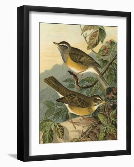 Small Woodland Birds III-Vision Studio-Framed Art Print