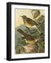 Small Woodland Birds III-Vision Studio-Framed Art Print