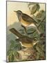 Small Woodland Birds III-Vision Studio-Mounted Art Print