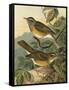 Small Woodland Birds III-Vision Studio-Framed Stretched Canvas