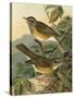 Small Woodland Birds III-Vision Studio-Stretched Canvas