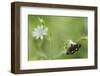 Small Yellow Underwing Moth (Panemeria Tenebrata) On Stitchwort (Stellaria) South Karelia-Jussi Murtosaari-Framed Photographic Print