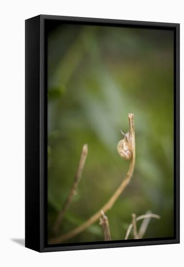 Smaller Banded Snail Cepaea Hortensis on Halm-Niki Haselwanter-Framed Stretched Canvas