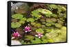 Smaller Plants Pond-Purple Queue-Framed Stretched Canvas