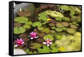 Smaller Plants Pond-Purple Queue-Framed Stretched Canvas