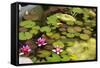 Smaller Plants Pond-Purple Queue-Framed Stretched Canvas