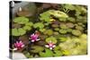 Smaller Plants Pond-Purple Queue-Stretched Canvas