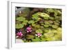 Smaller Plants Pond-Purple Queue-Framed Photographic Print