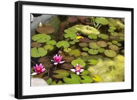 Smaller Plants Pond-Purple Queue-Framed Photographic Print