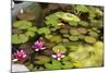 Smaller Plants Pond-Purple Queue-Mounted Photographic Print