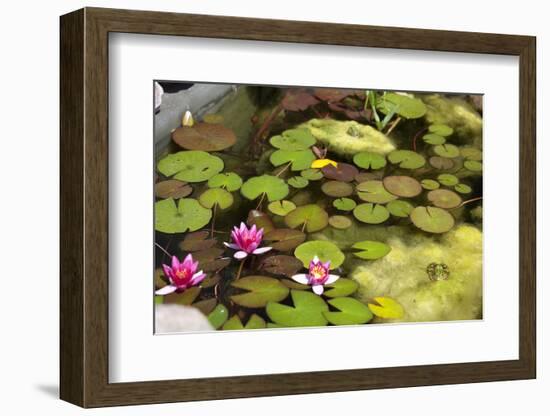 Smaller Plants Pond-Purple Queue-Framed Photographic Print