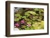 Smaller Plants Pond-Purple Queue-Framed Photographic Print