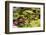 Smaller Plants Pond-Purple Queue-Framed Photographic Print