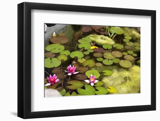 Smaller Plants Pond-Purple Queue-Framed Photographic Print