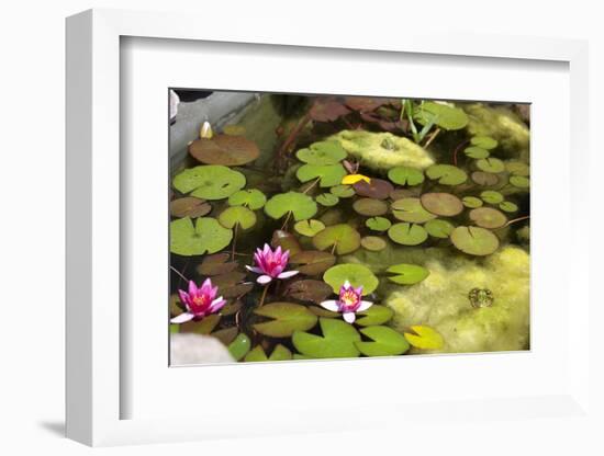 Smaller Plants Pond-Purple Queue-Framed Photographic Print