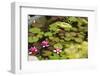 Smaller Plants Pond-Purple Queue-Framed Photographic Print