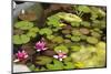 Smaller Plants Pond-Purple Queue-Mounted Photographic Print