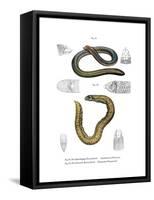 Smallhead Worm Lizard-null-Framed Stretched Canvas