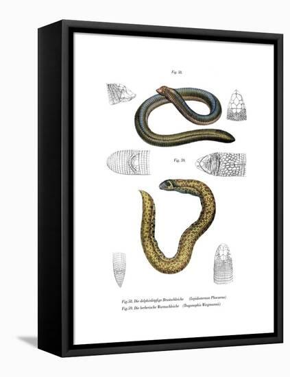 Smallhead Worm Lizard-null-Framed Stretched Canvas